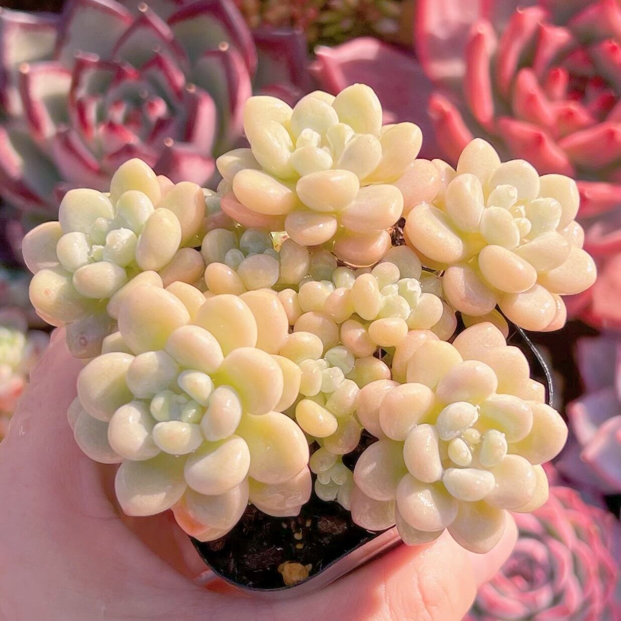 現品　チューインガム#1008　るる農園