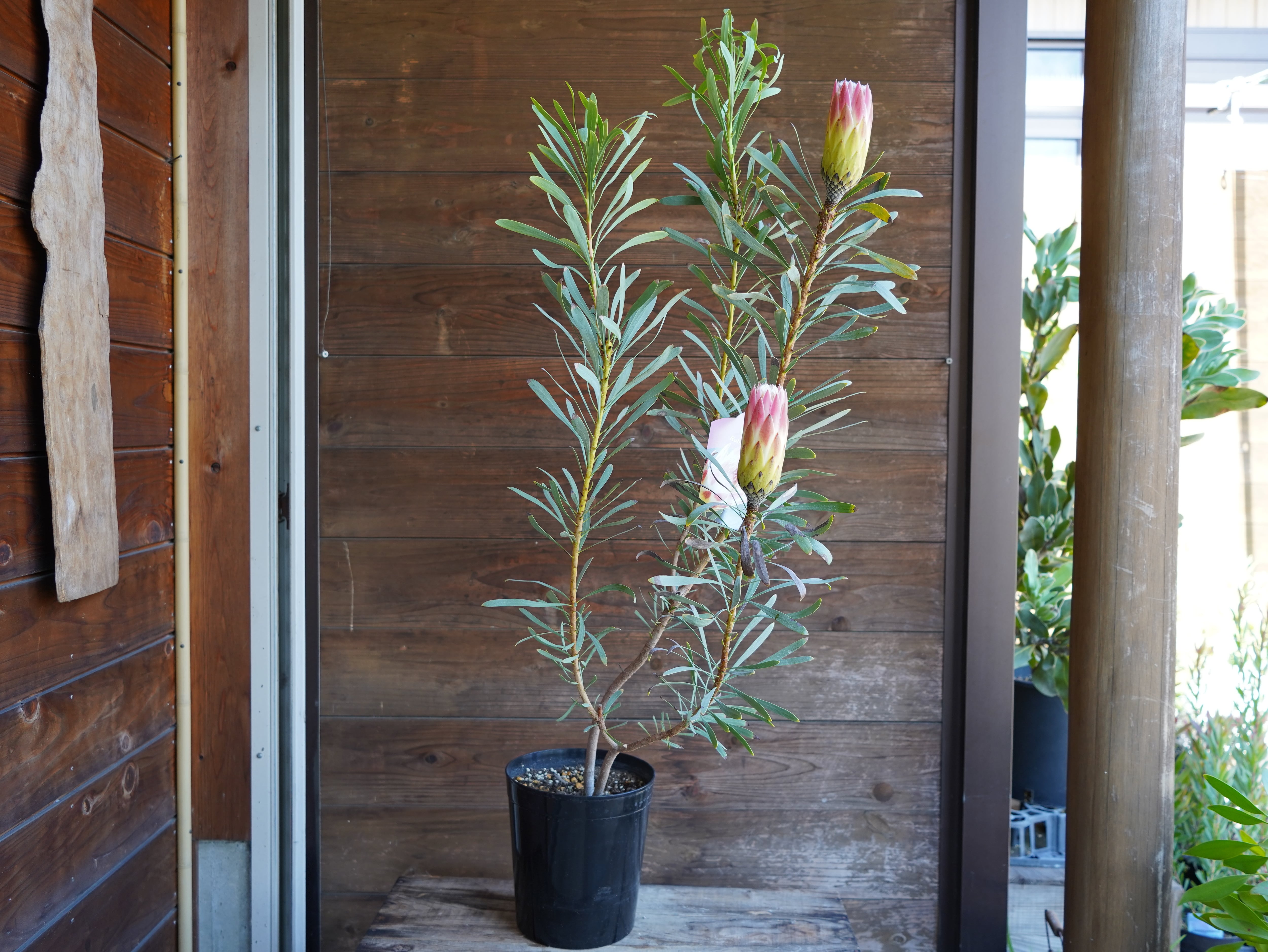 【現物】プロテア　”ルビーブラッシュ”　A