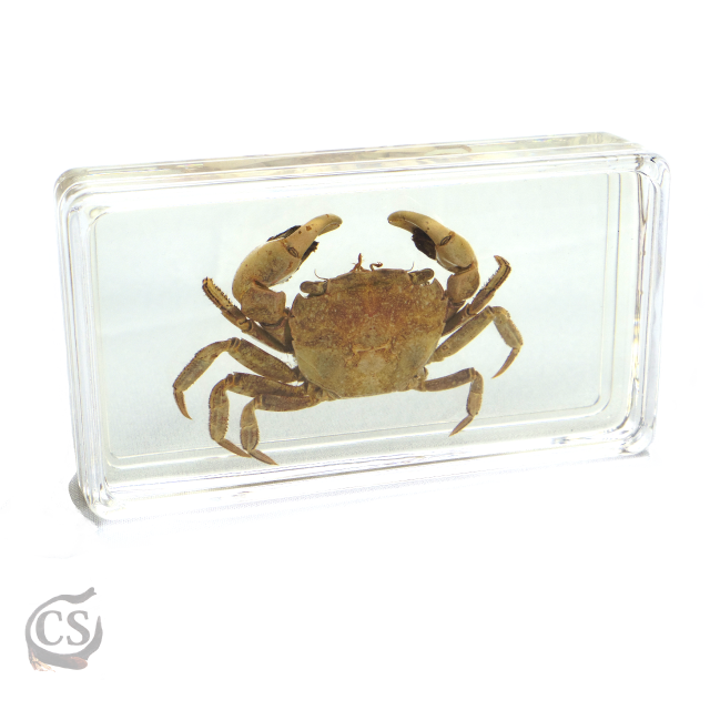 樹脂封入セット 甲殻類標本 Csラボラトリーズ
