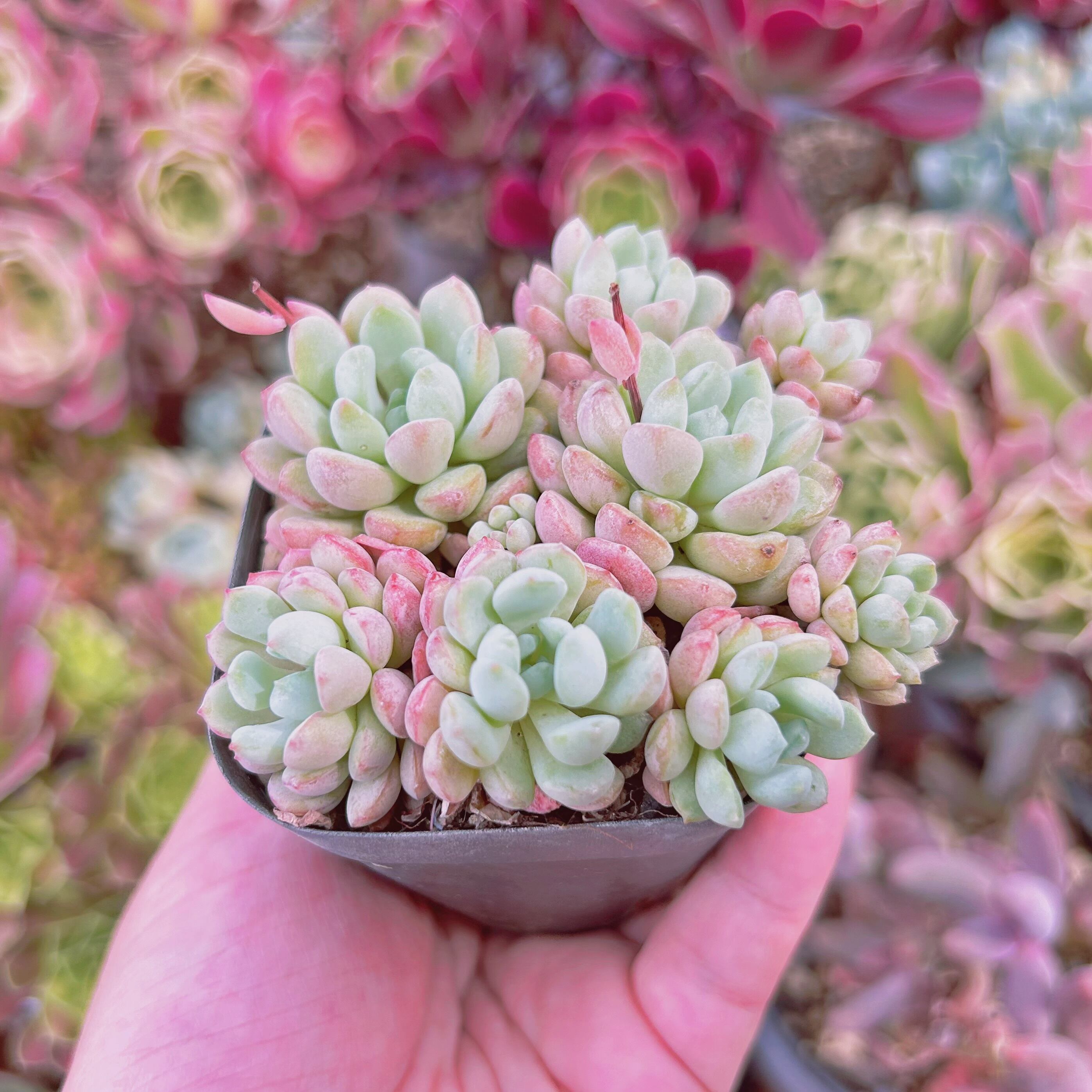 【7.モモマル＊多肉植物販売会】 809現物 多肉植物 萌豆 抜き苗 | るる農園~多肉植物専門