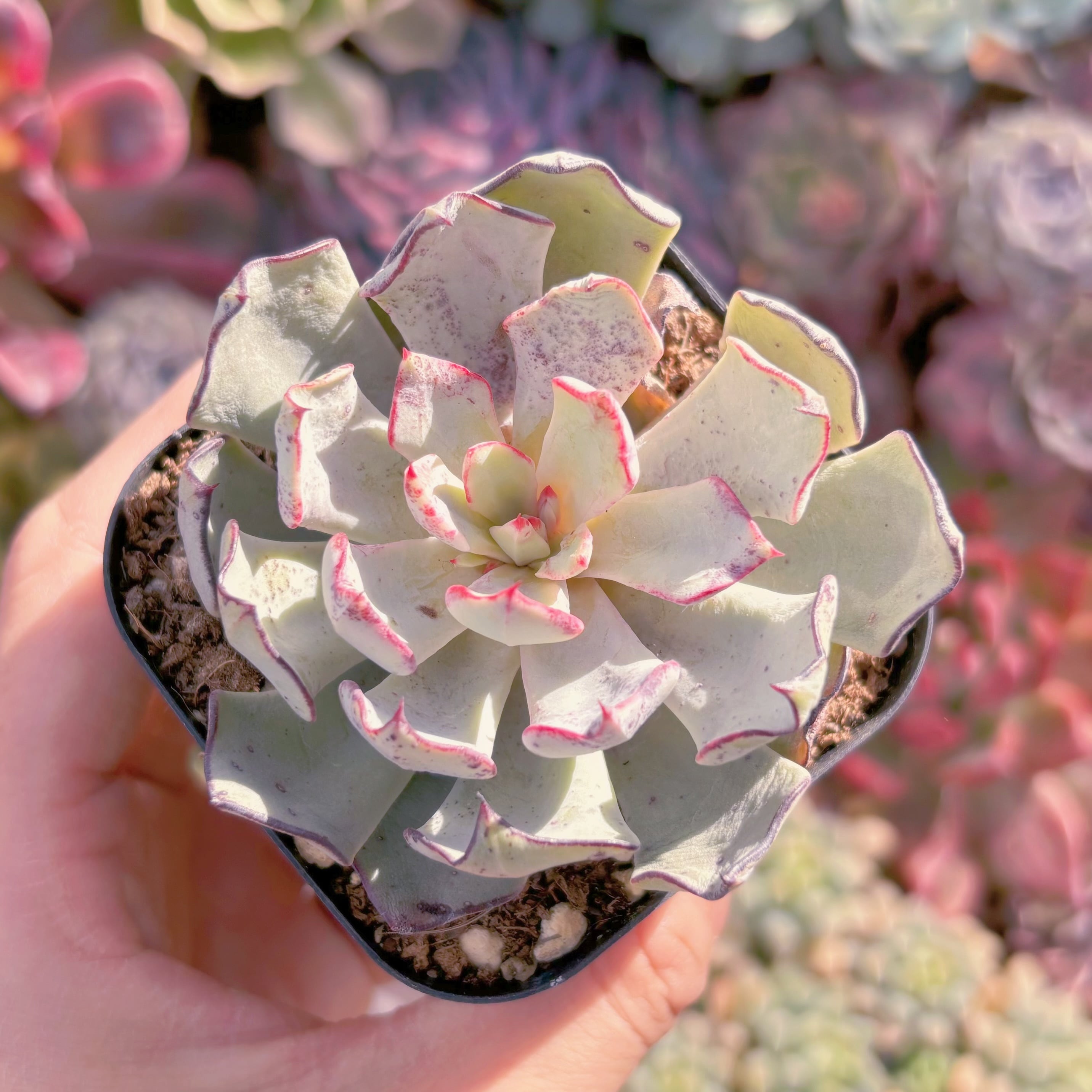 現品　ストリクチフローラ#2022　るる農園