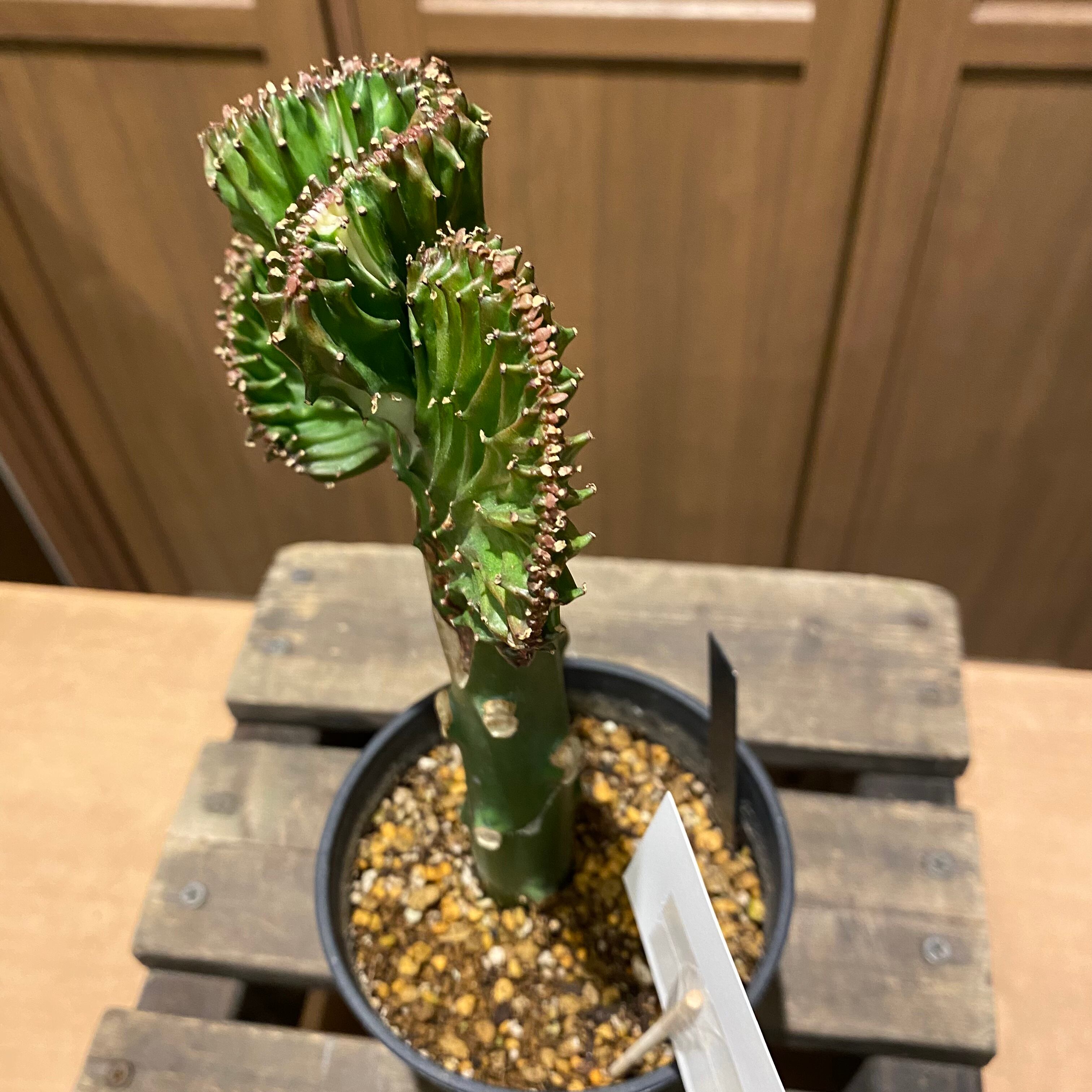 ユーフォルビア マハラジャ ラクテア ビザールプランツ Bizarre Plants 珍奇植物 かっこいい植物 おしゃれ観葉植物 花 観葉植物 Flower Shop Tokue