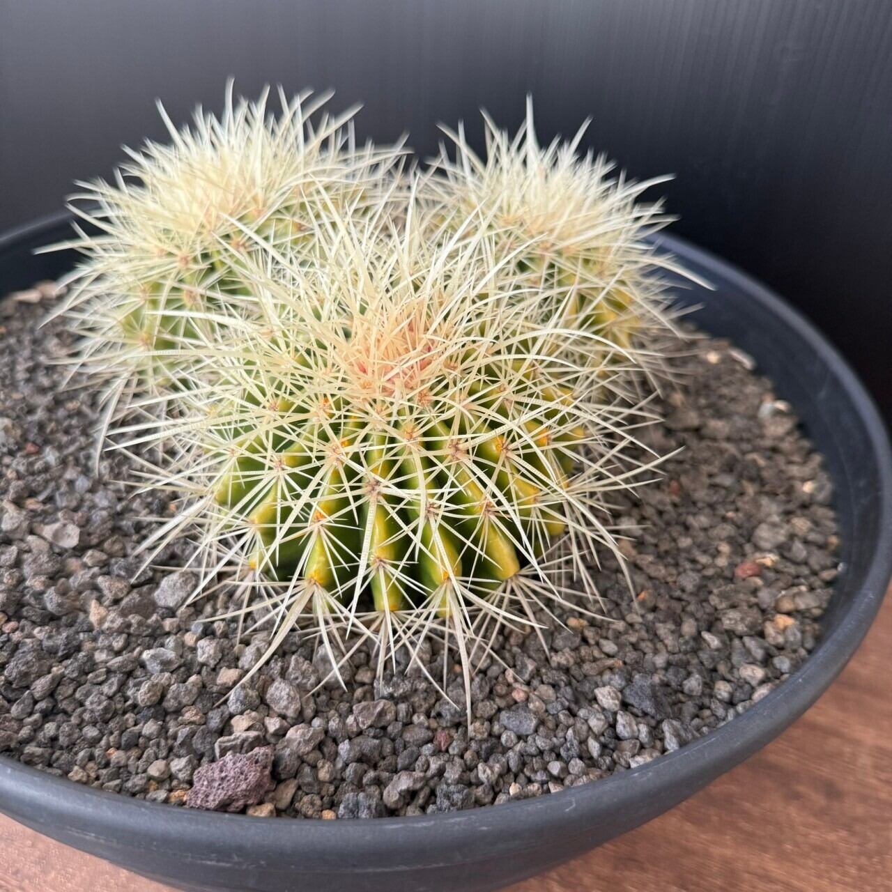 斑入りソテツ　散り斑　４号素焼鉢 ソテツ 散り斑 (国内実生) | Lil GARDEN