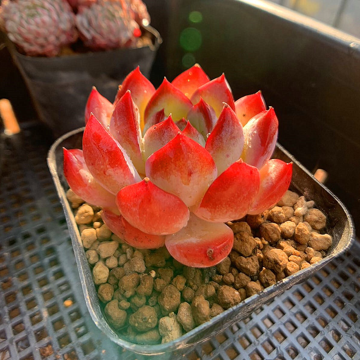 多肉植物 ストロベリーアイス【抜き苗】 No.449 ❁ストロベリーアイス