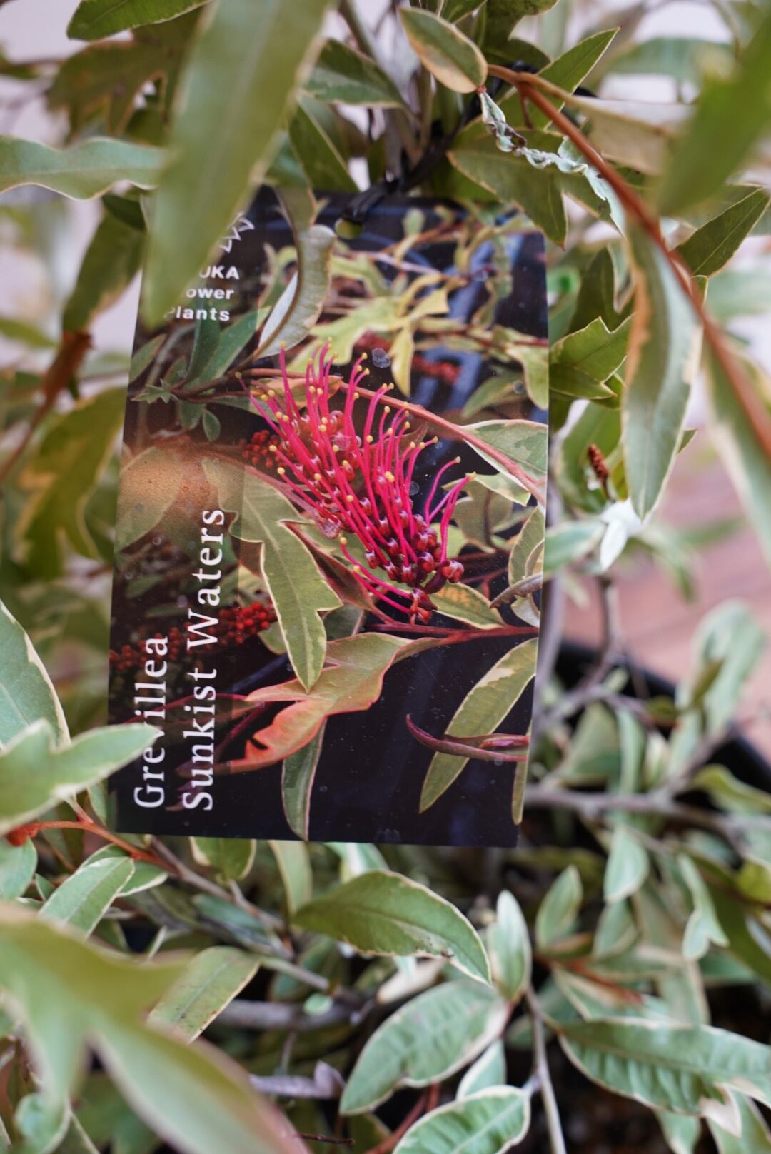 グレビレア サンキストウォーターズ① | 沼ノ上農園