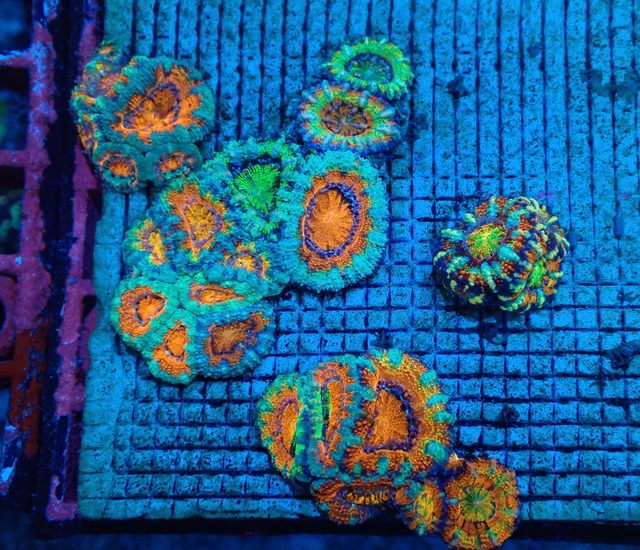 Lordhowensis BabyGarden