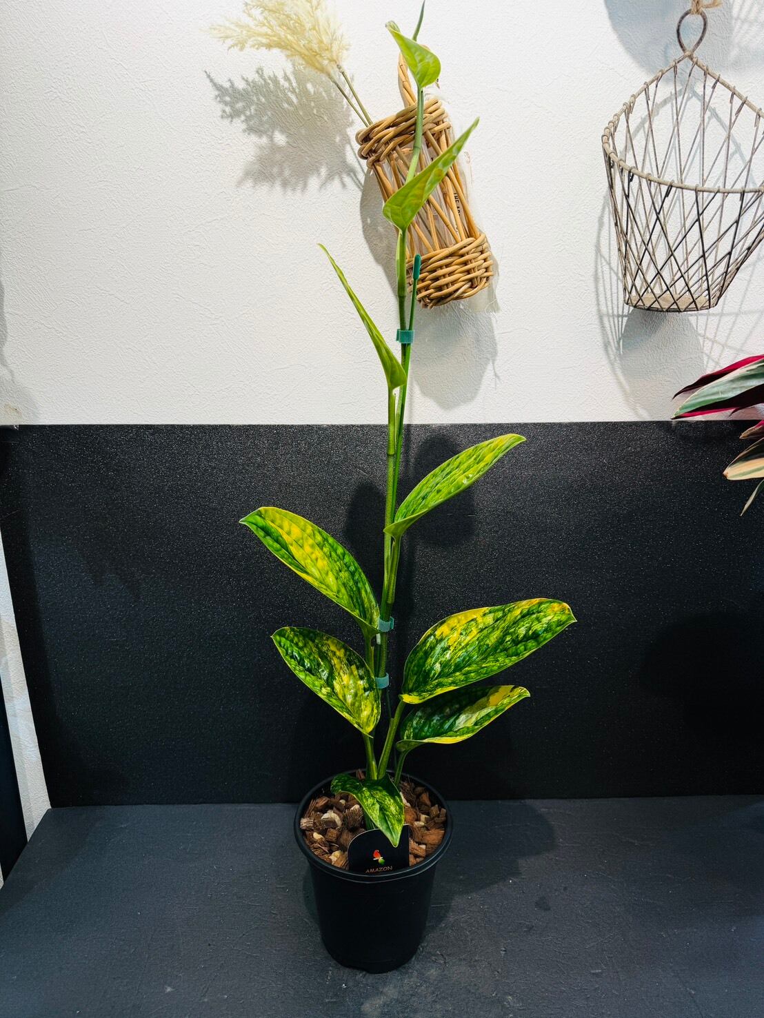 モンステラ・エスケレート 4号 | 観葉植物と雑貨のお店 VIVAGREEN