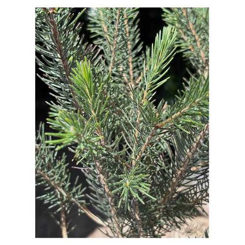 Calothamnus quadrifidus
