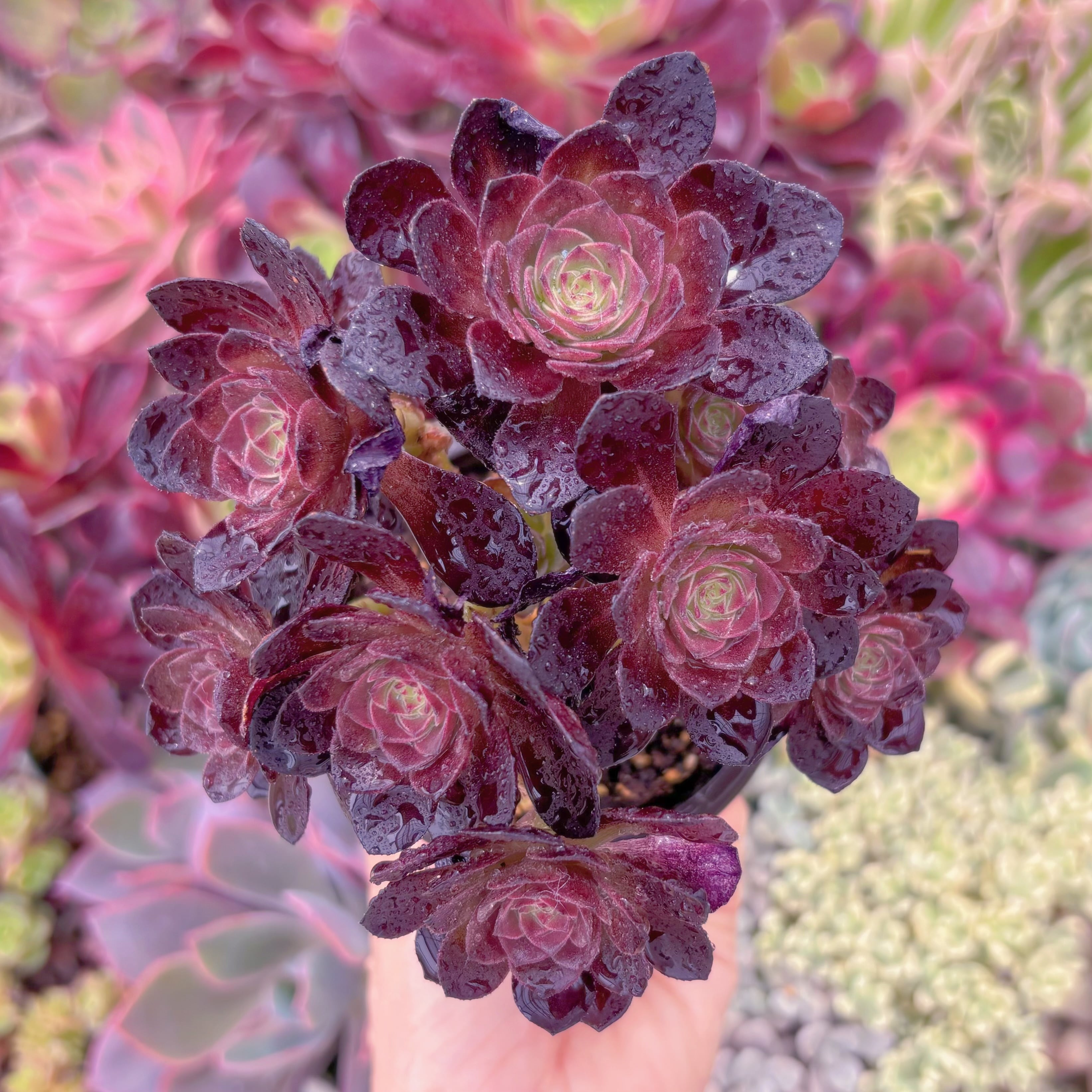 現品　赤焔蓮#F019　群生　新入荷　るる農園