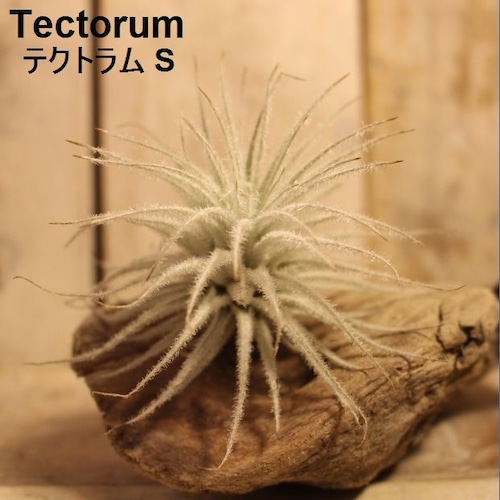 エアプランツ Tectorum S