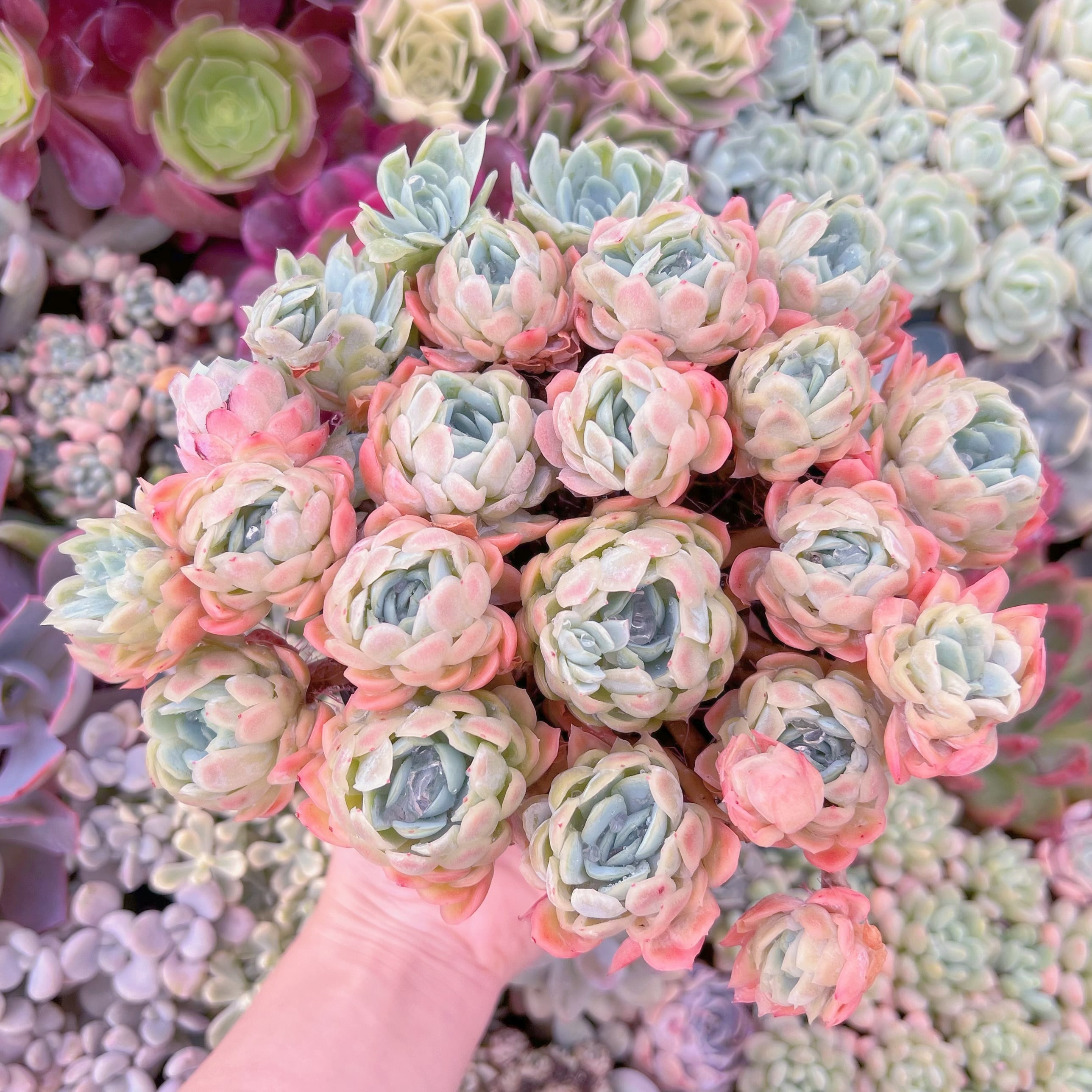 現品　クィーンローズ覆輪錦#239　大群生　るる農園