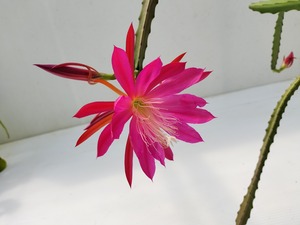Epiphyllum hybrid '柳緑桃紅'　5号　支柱仕立て　着脱受け皿付き