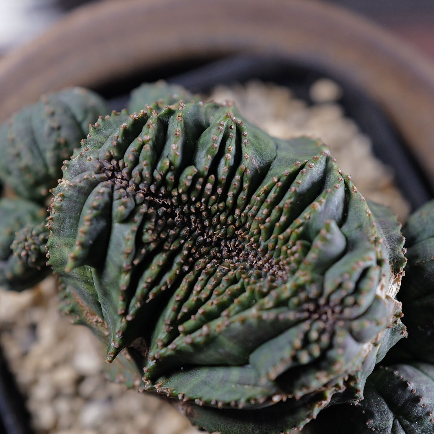 超厳選株】大株 最大幅約9.6cm 仔吹き 円扇綴化 オベサ