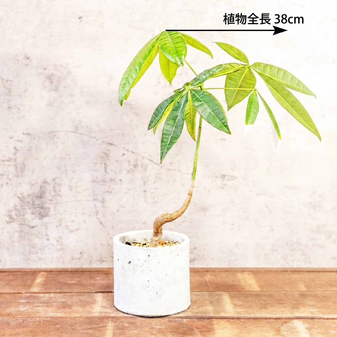 【絶妙なバランスで曲がる幹、見惚れる立ち姿】パキラ。こだわりの美しい樹形です。一株ごとの厳選仕入れで元気な株をお届け／育て方がわかるシートあり／全国一律送料850円