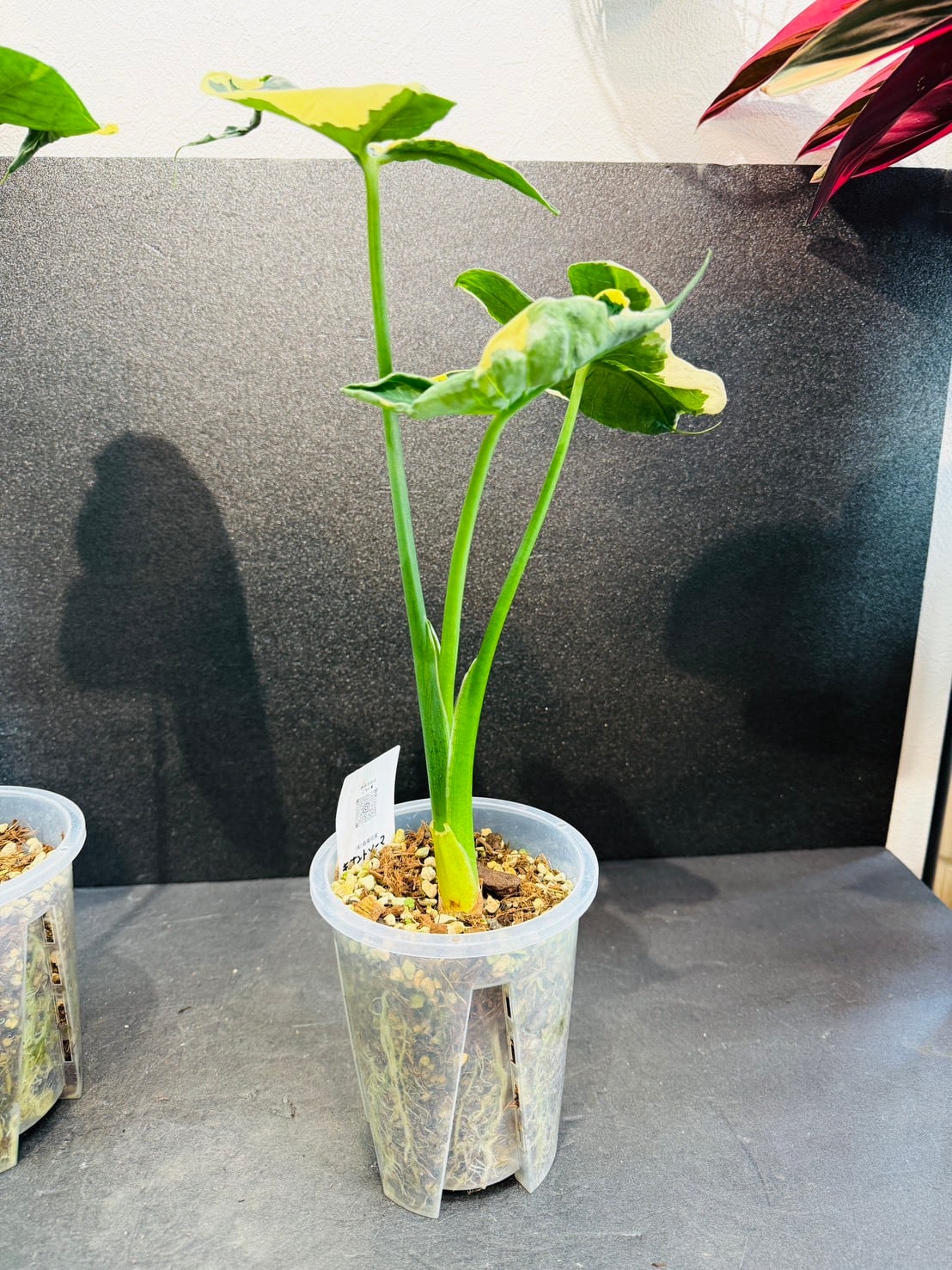 キサントソーマ・ミッキーマウスタロ A 4号透明鉢 | 観葉植物と雑貨の