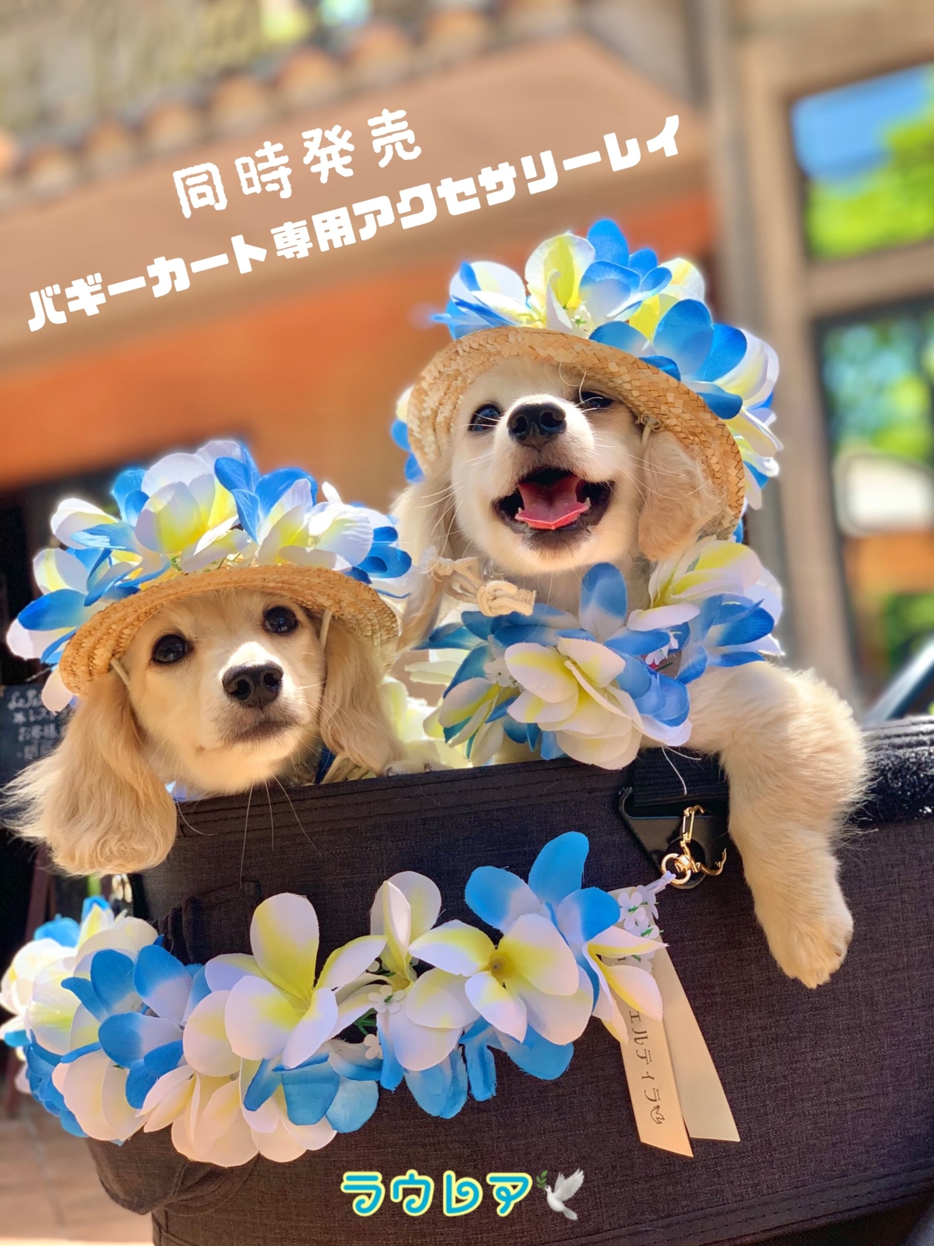 ラウレア 中型犬 Mサイズ