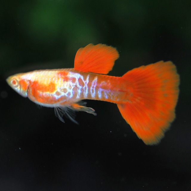 【セール】RREAギャラクシーレッドテールスワロー　1カルテット＋おまけ1カルテット