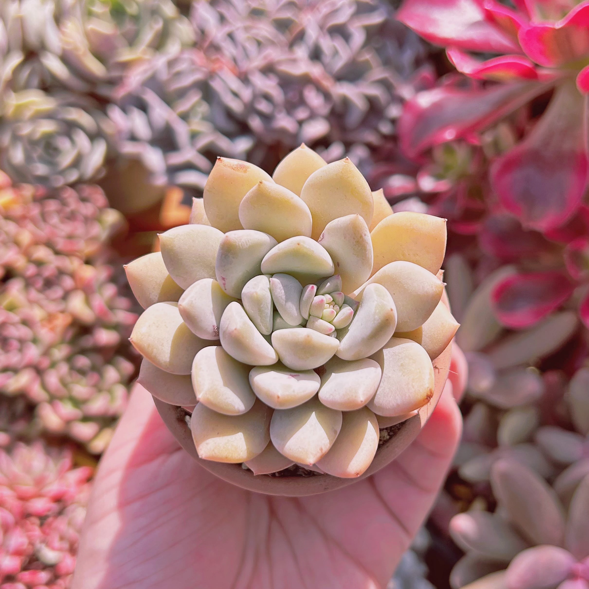 多肉植物　Echeveria  新品種　ピーチバター　