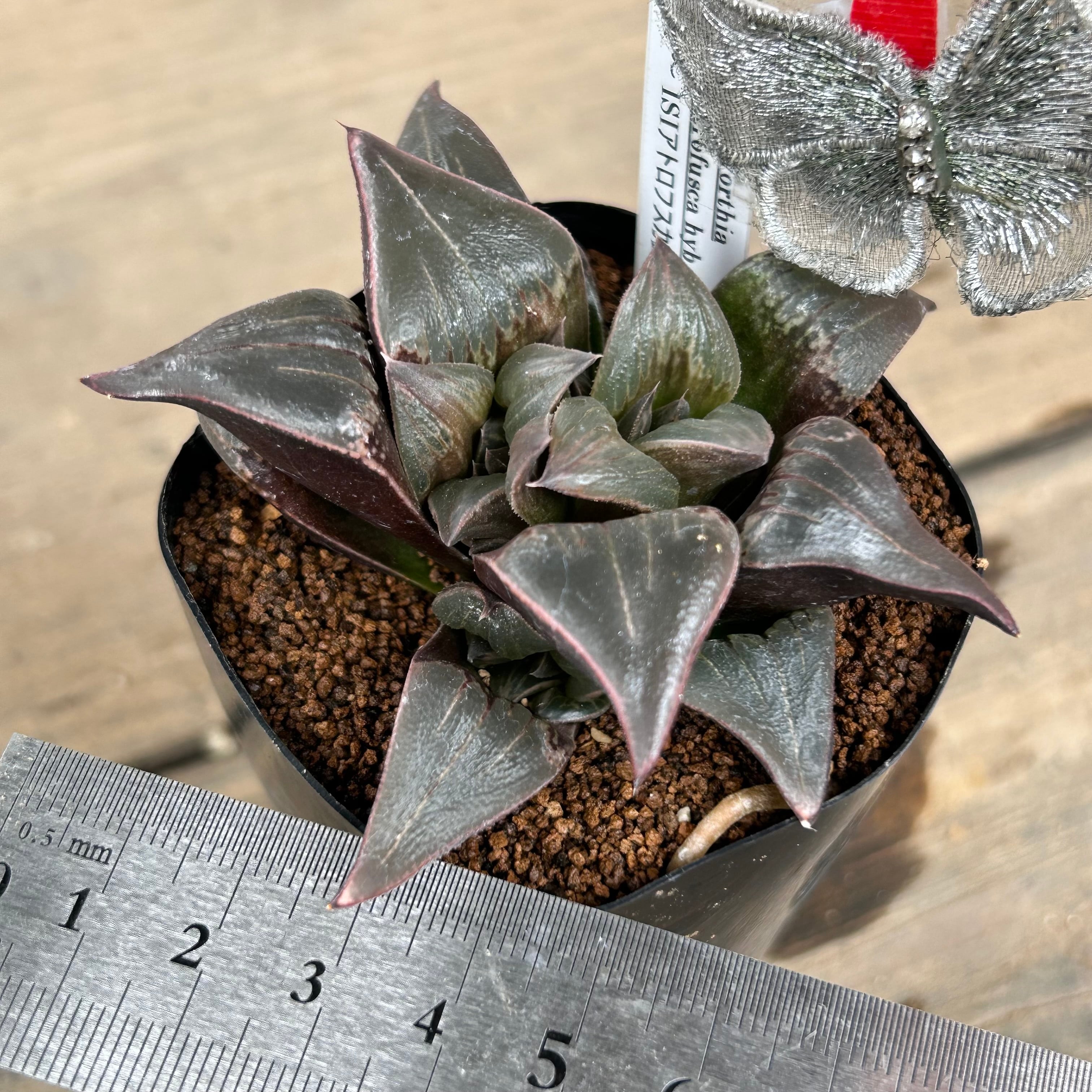 アトロフスカ錦 多肉植物 ハオルチア アトロフスカ錦 糊斑 多肉植物