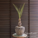 ココスヤシ 7号 セメント鉢 観葉植物 庭木 ドライガーデン 0112GY