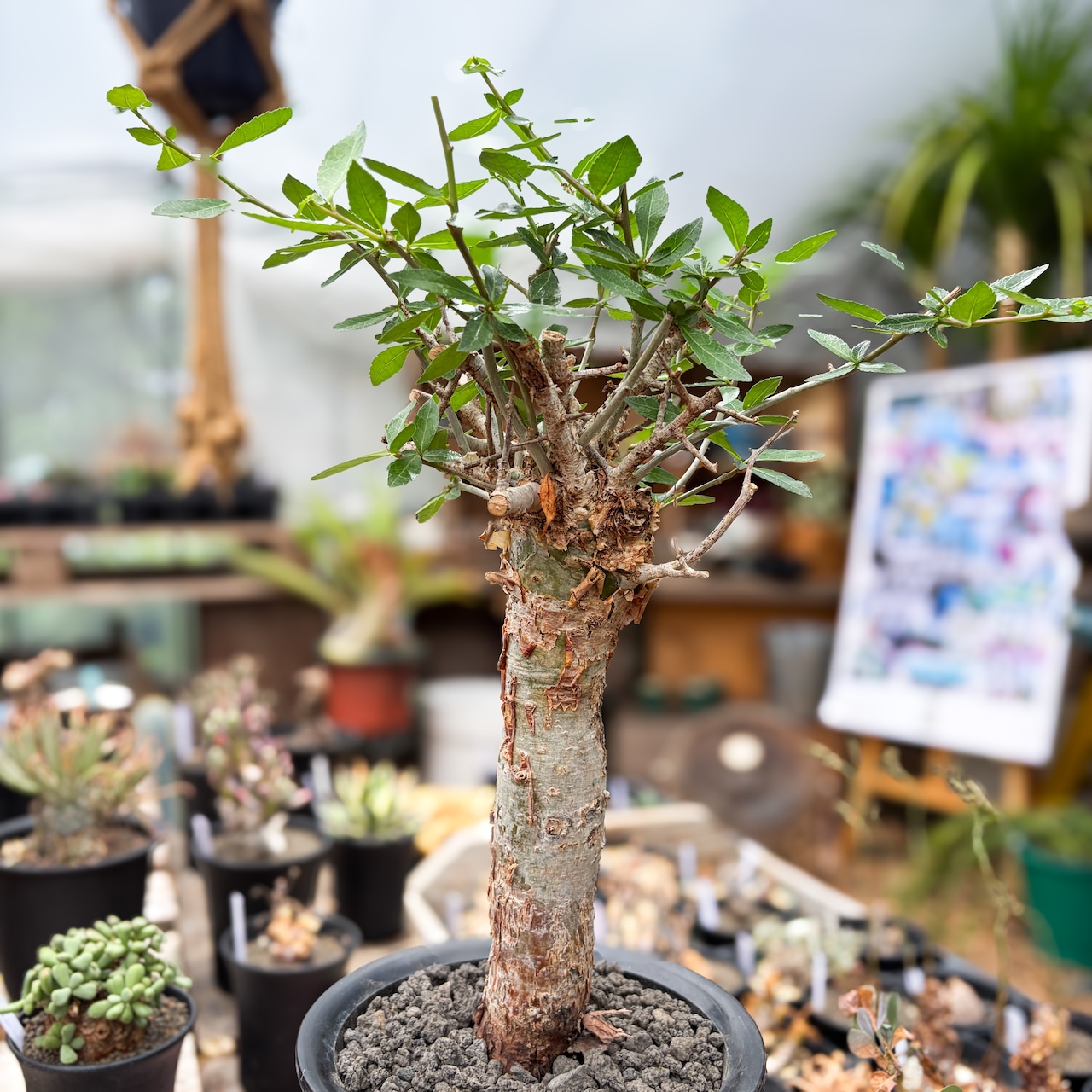 Commiphora kua【コミフォラ・クア】