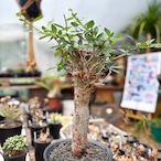 Commiphora kua【コミフォラ・クア】