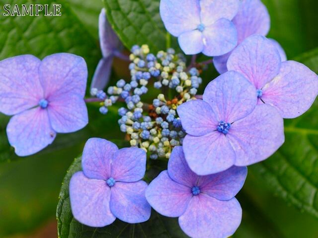 高野山　紫陽花 (3)