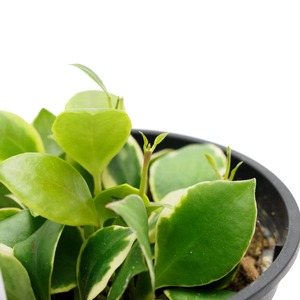 ホヤ ヘウスケリアナ・アルボマルギナータ  3.5号鉢 【No.0043】