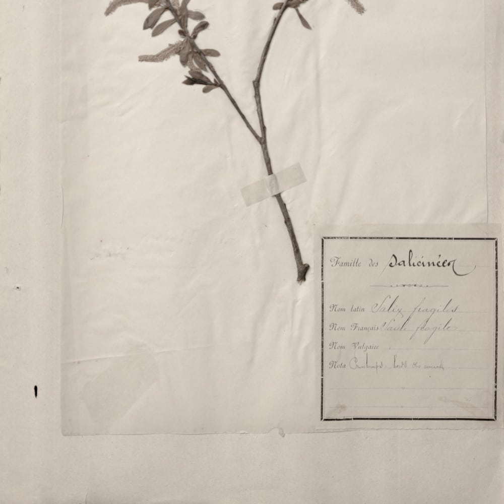 植物の標本 29, 欧州, 19世紀. | olim