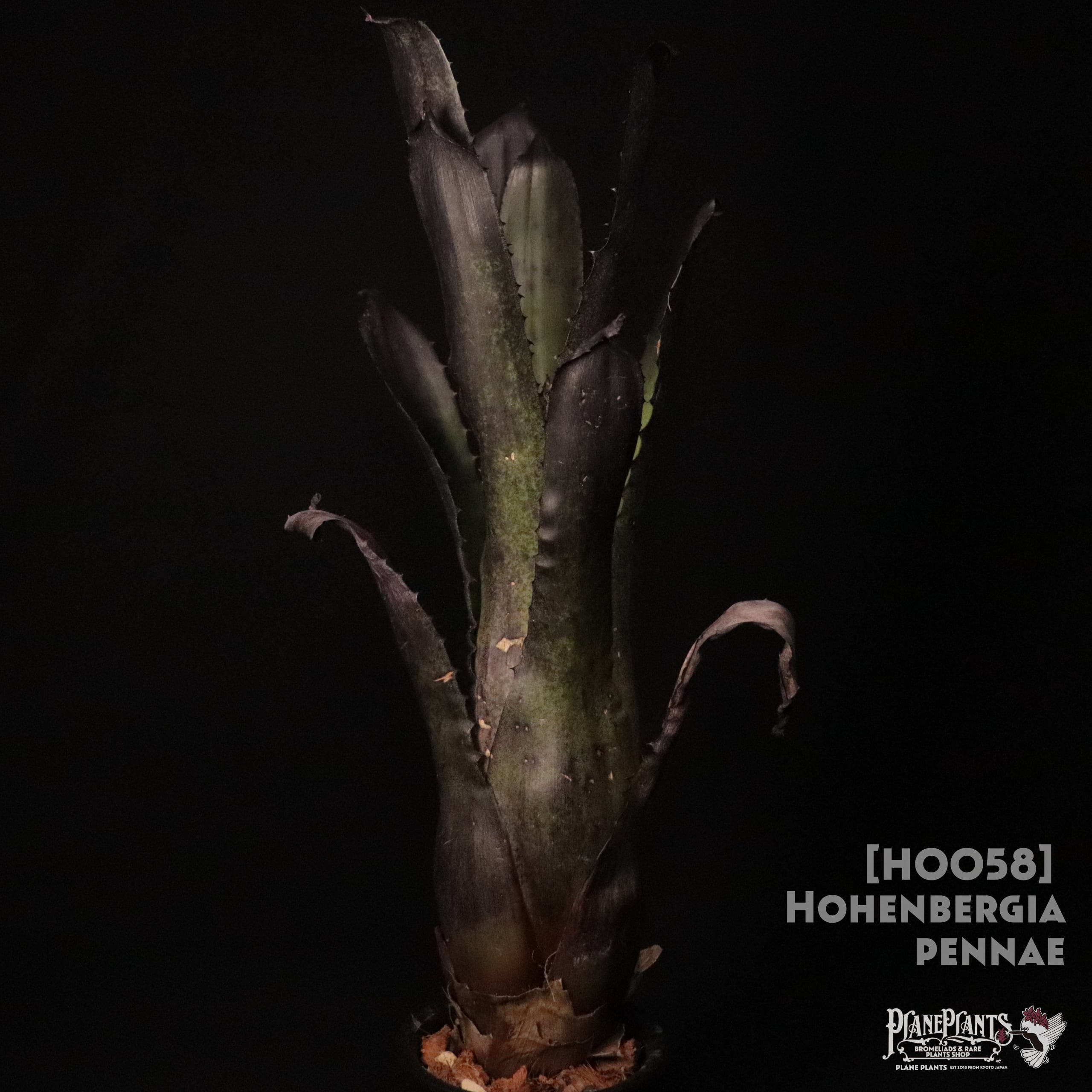 送料無料】Hohenbergia pennae〔ホヘンベルギア〕現品発送H0058