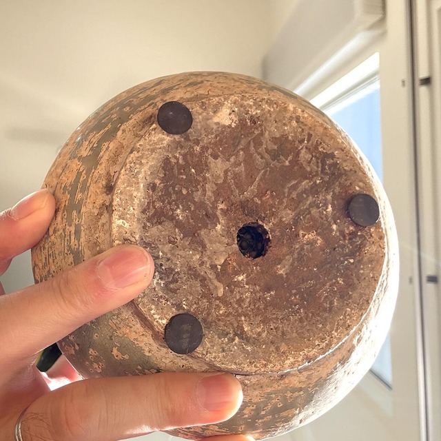 サンスベリア・ハニー