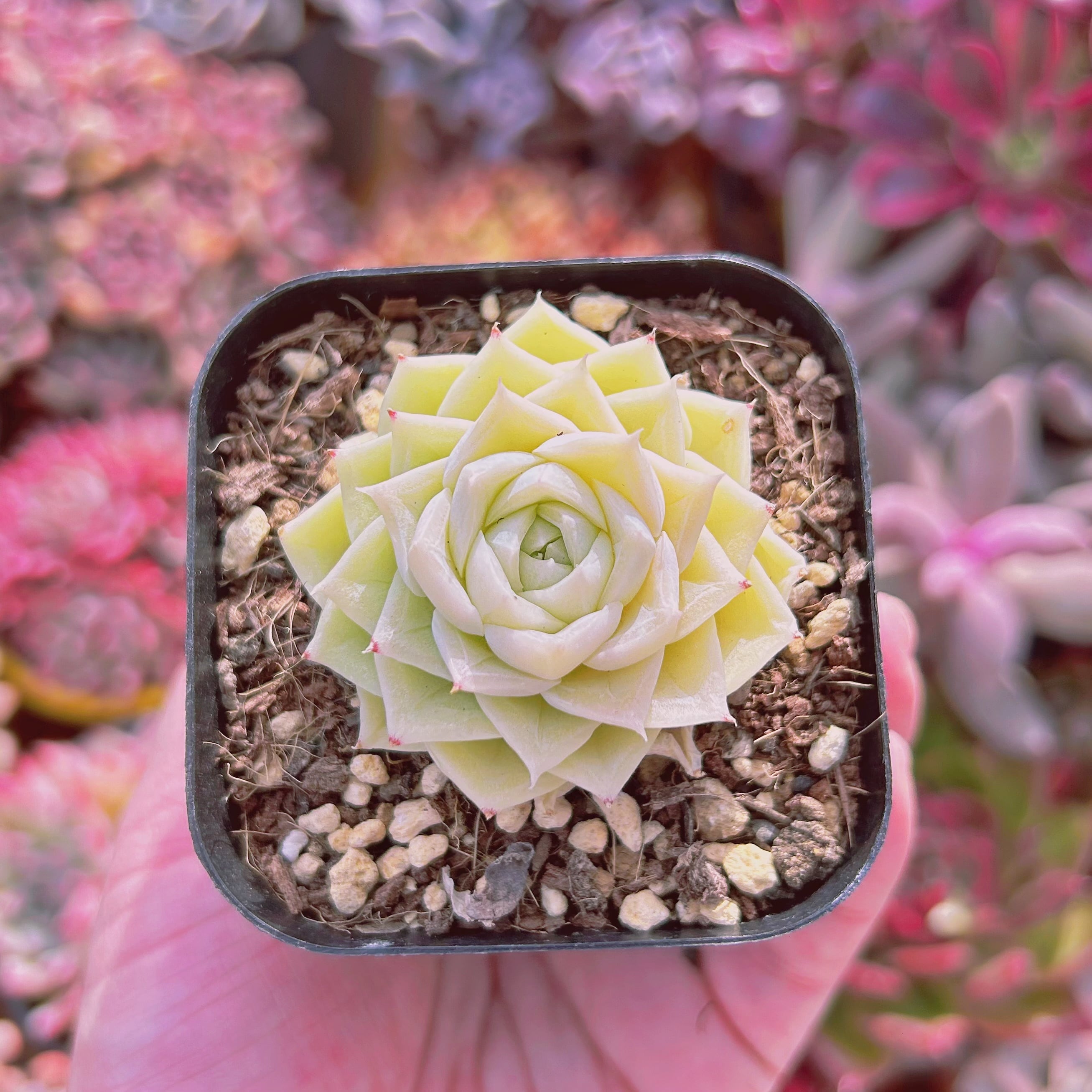 #519現物　多肉植物　Echeveria   ホワイトスワン