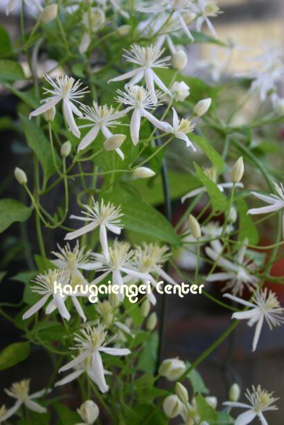 仙人草　Clematis terniflora　-フラミュラ系　K-65