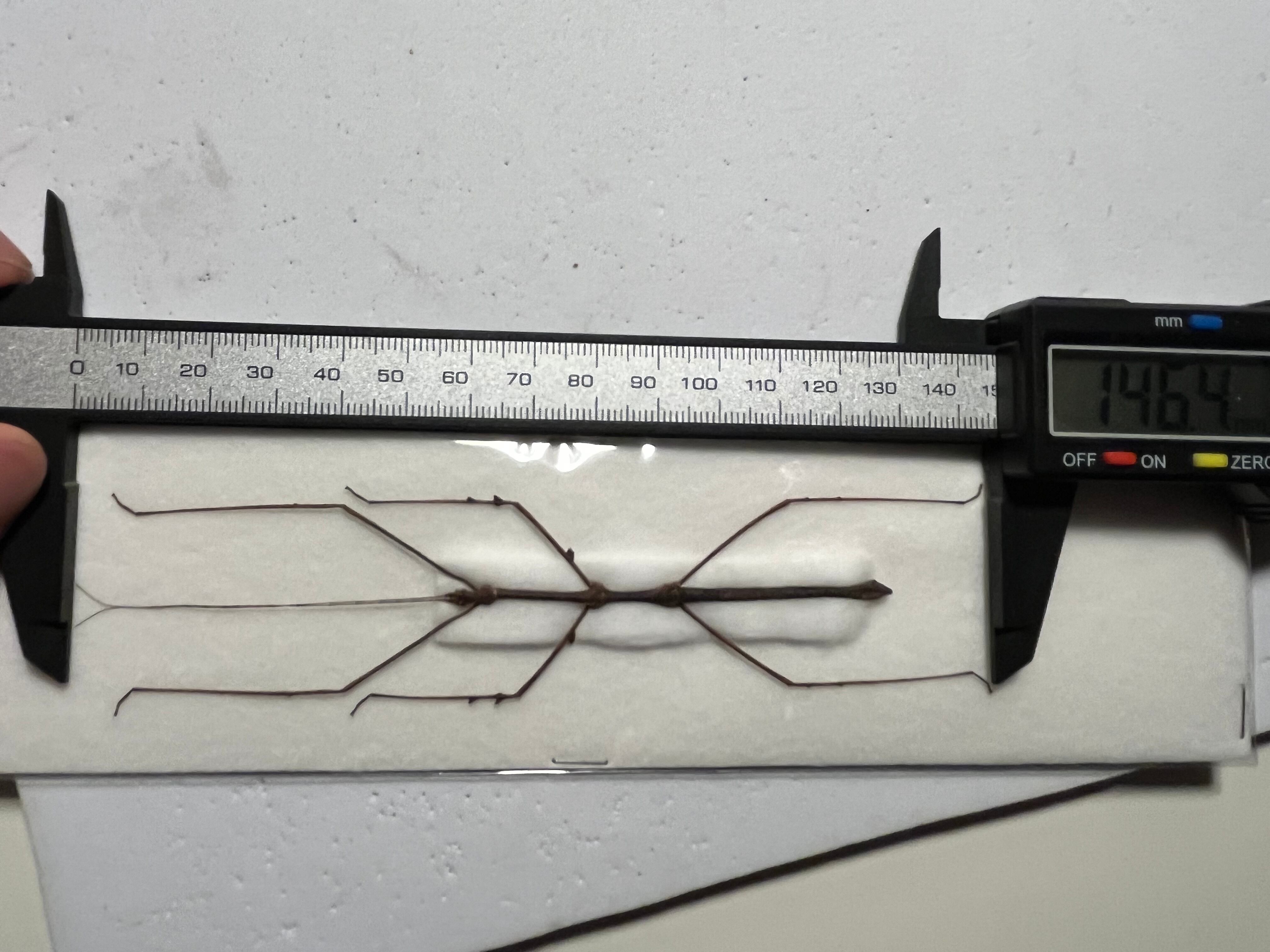 ナナフシの一種 バッタ 標本 直翅類 カマキリマンティス コロギス