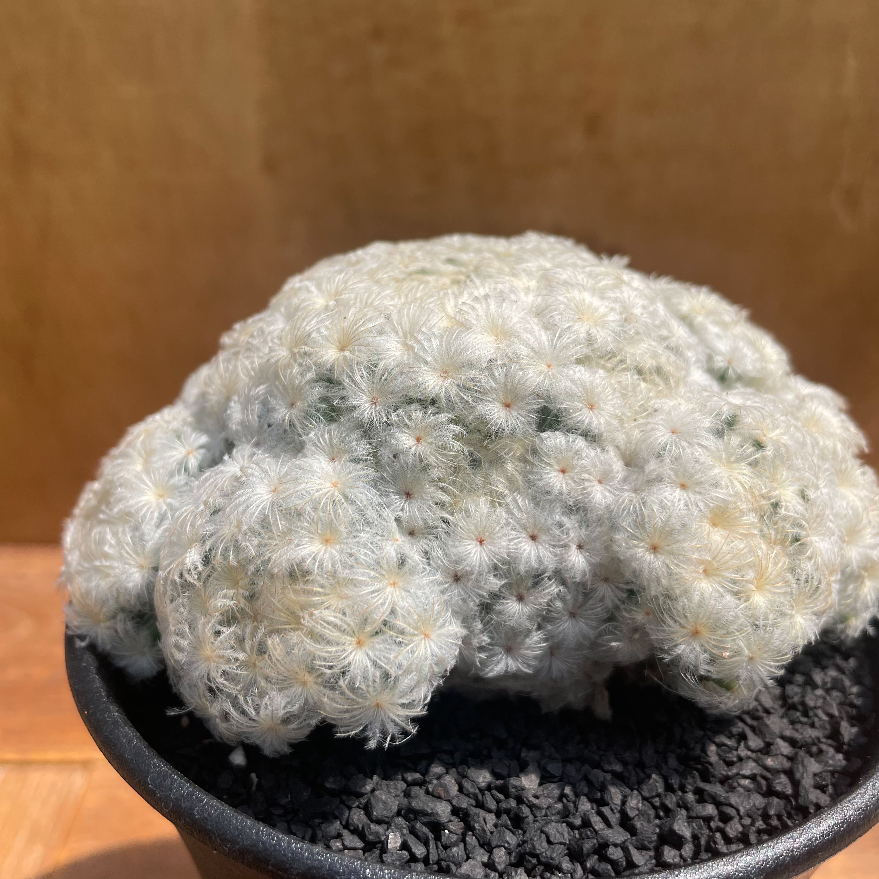 激レア マミラリア 白星 サボテン 大型 楽天市場】サボテン：マミラリア 白星*L 幅11cm : 遊恵盆栽 楽天市場