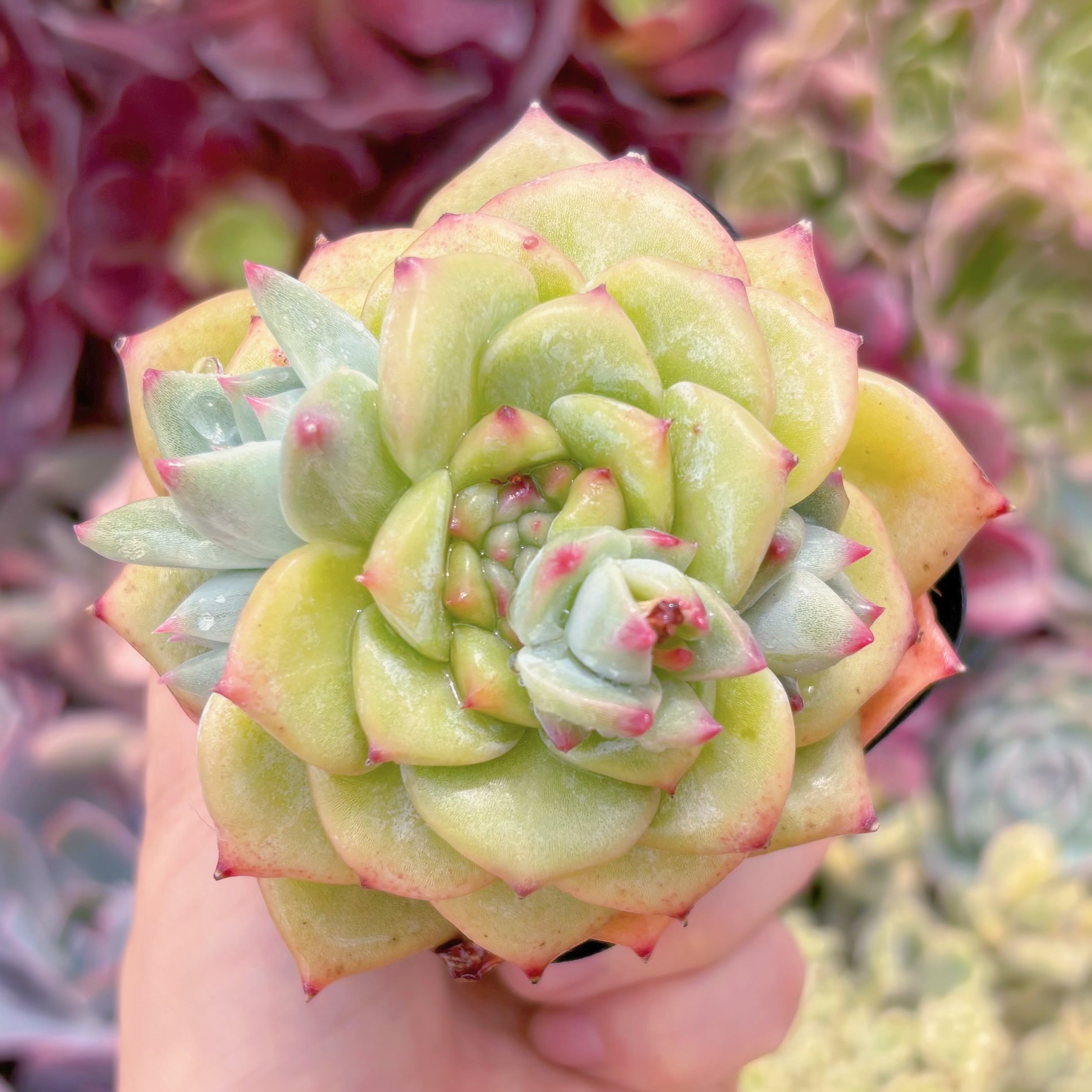 現品　多肉植物　ホワイトラタム#794   るる農園