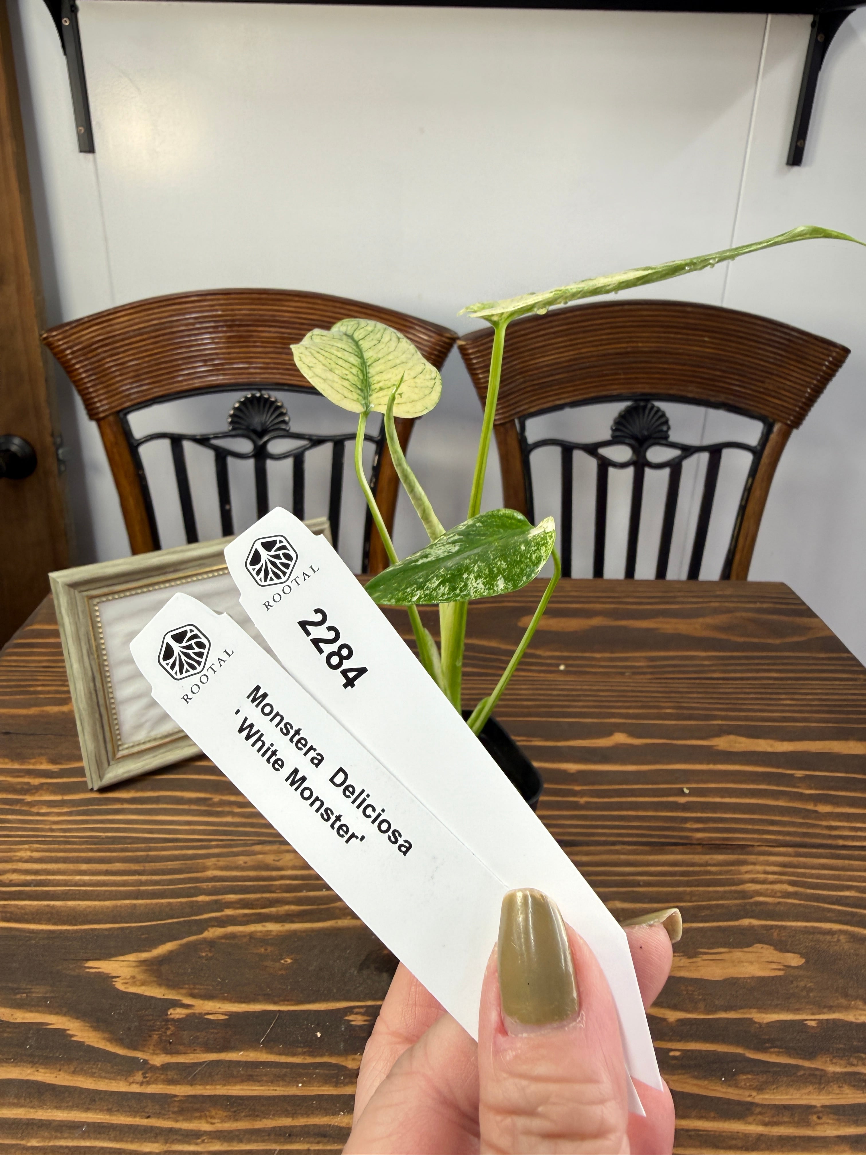 モンステラ | ROOTALPLANTS