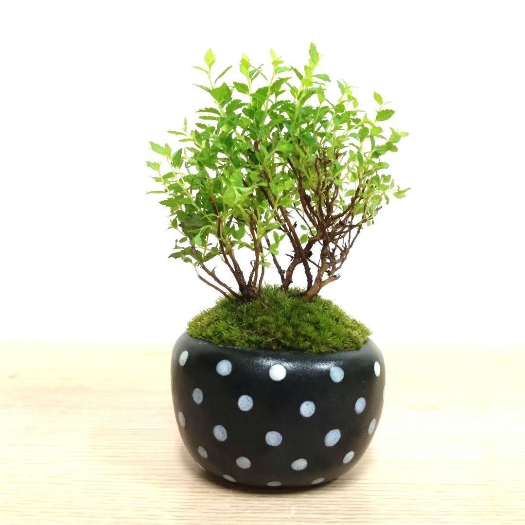 POTOCO 八房下野 シモツケ 観葉植物 陶器鉢 盆栽 豆盆栽 苔玉 ギフト