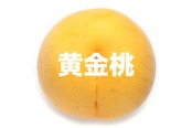 【希少品種】黄金桃【約2kg(5〜7玉)8月中旬〜9月上旬】
