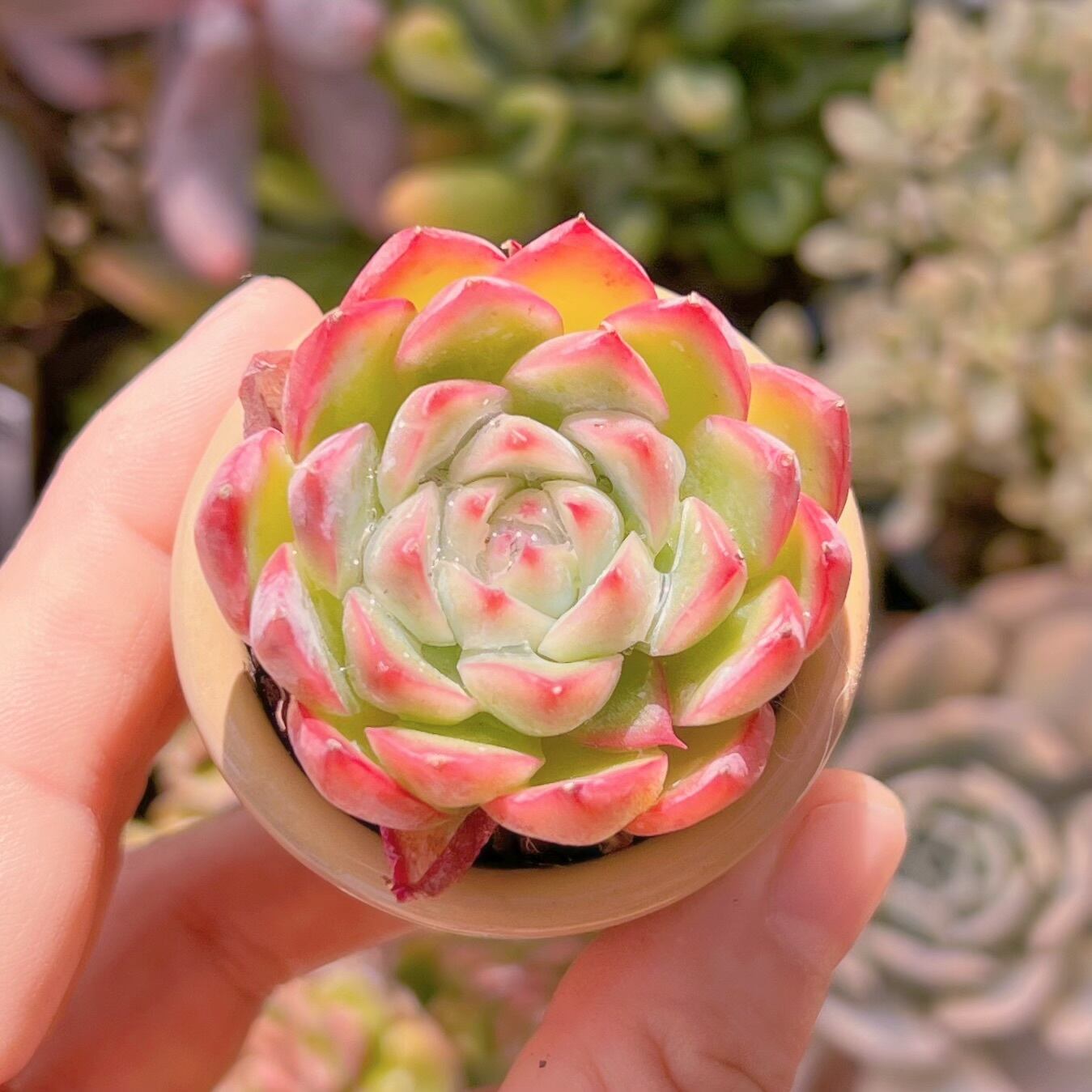 多肉植物 ピンククリスタル(小) 新入荷 るる農園 | るる農園~多肉植物専門