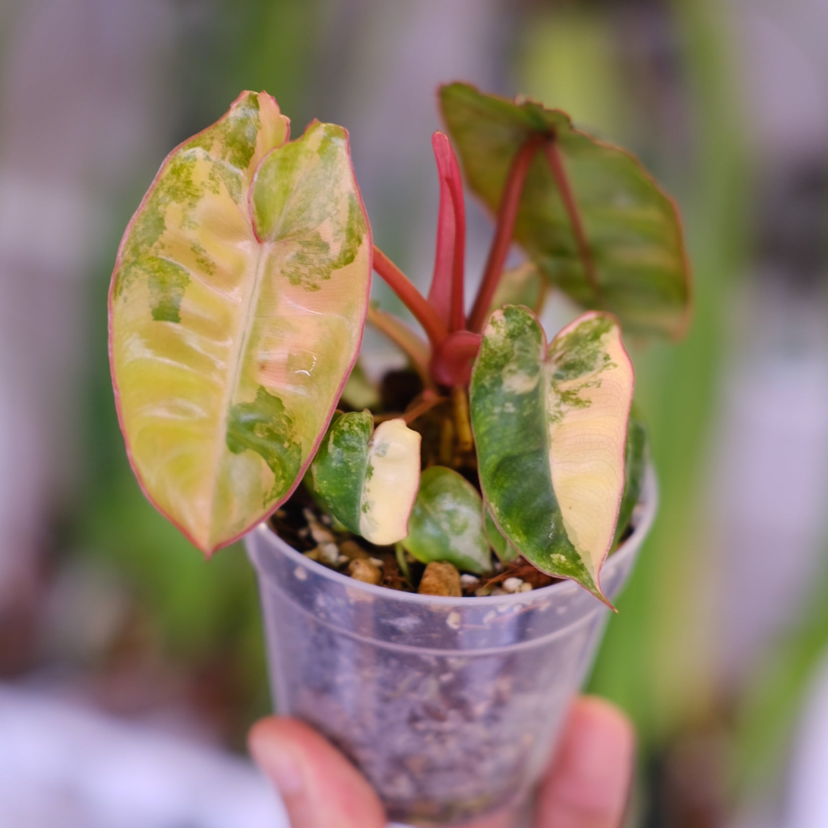 Philodendron billietiae var.│フィロデンドロン Philodendron billietiae variegated│フィロデンドロン