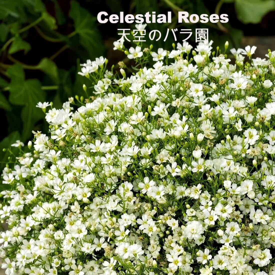 矮性かすみ草 ジプシーシリーズ 天空のバラ園 無農薬バラ苗 花苗 クレマチス ハーブ産直販売
