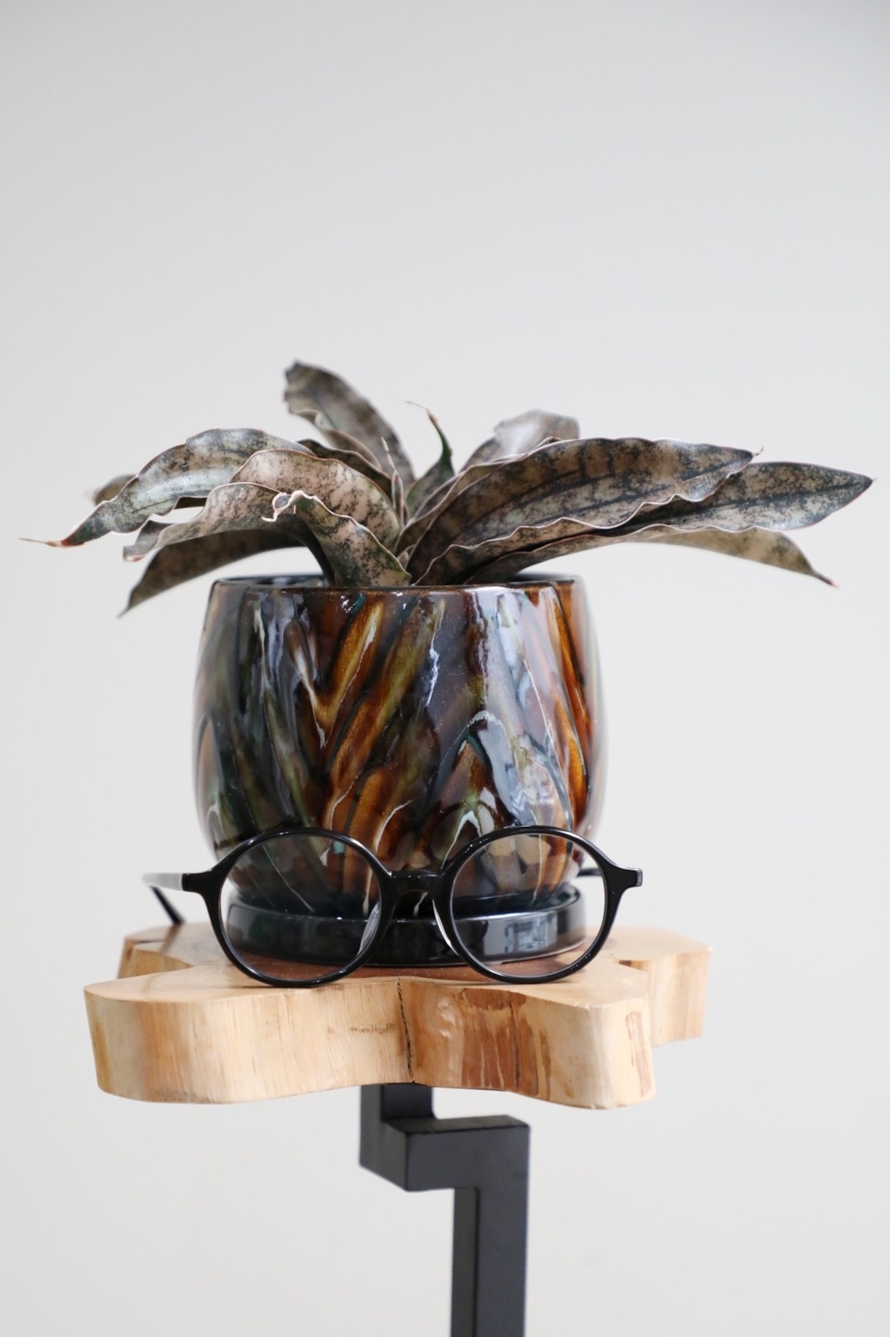 【S】サンスベリア キルキー コパトーン/Sanseveria