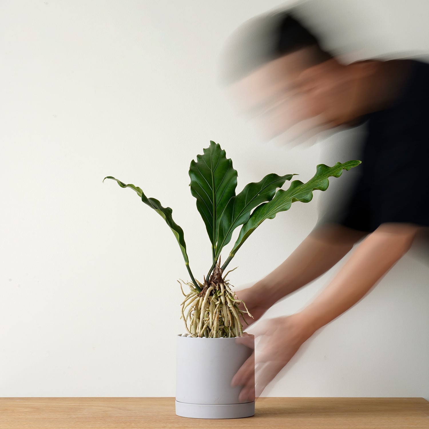 AYANAS（アヤナス）｜観葉植物のセレクトショップ・通販