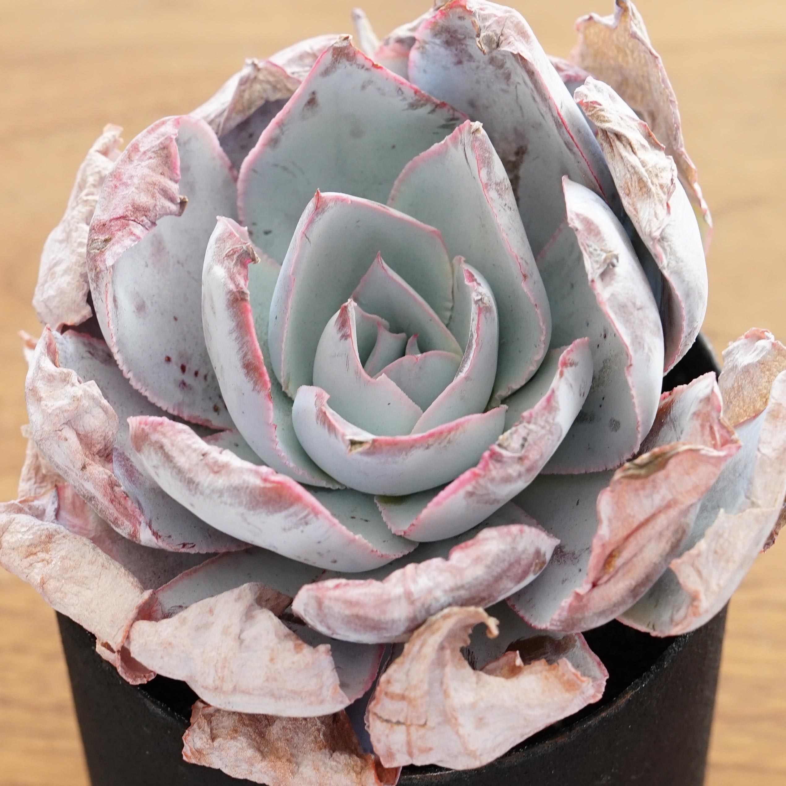 25株H41多肉植物 エケベリアスイートハートミスサボテン 観葉植物 花