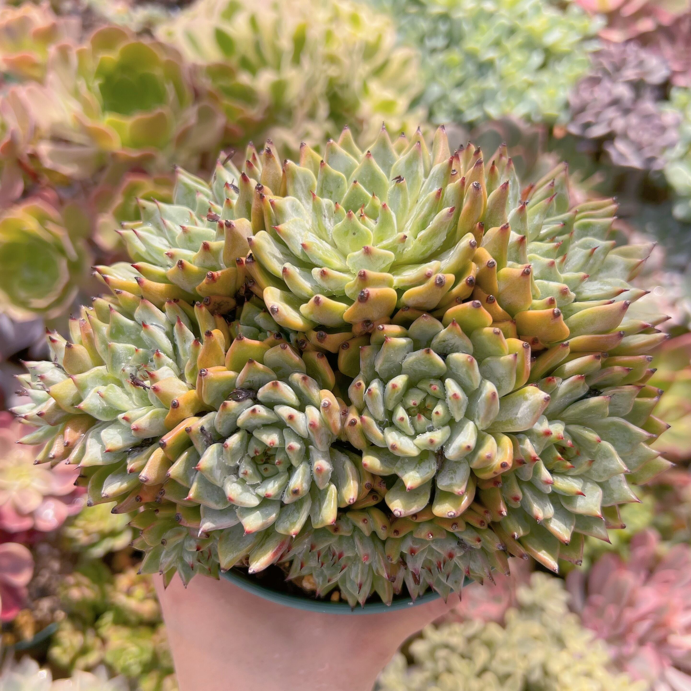 現物　ザラゴーサ#609   群生古株　特大  るる農園