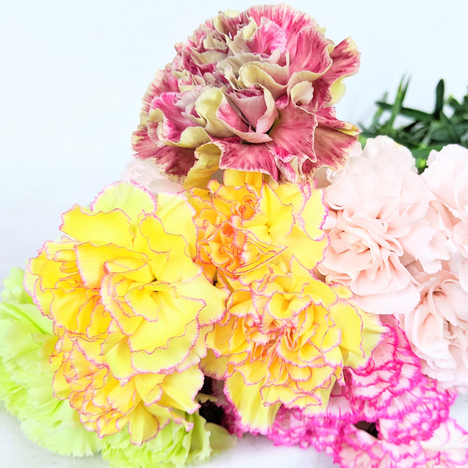 カーネーション 25本【可憐で華やか＆ボリューム感】☆フラワーロス