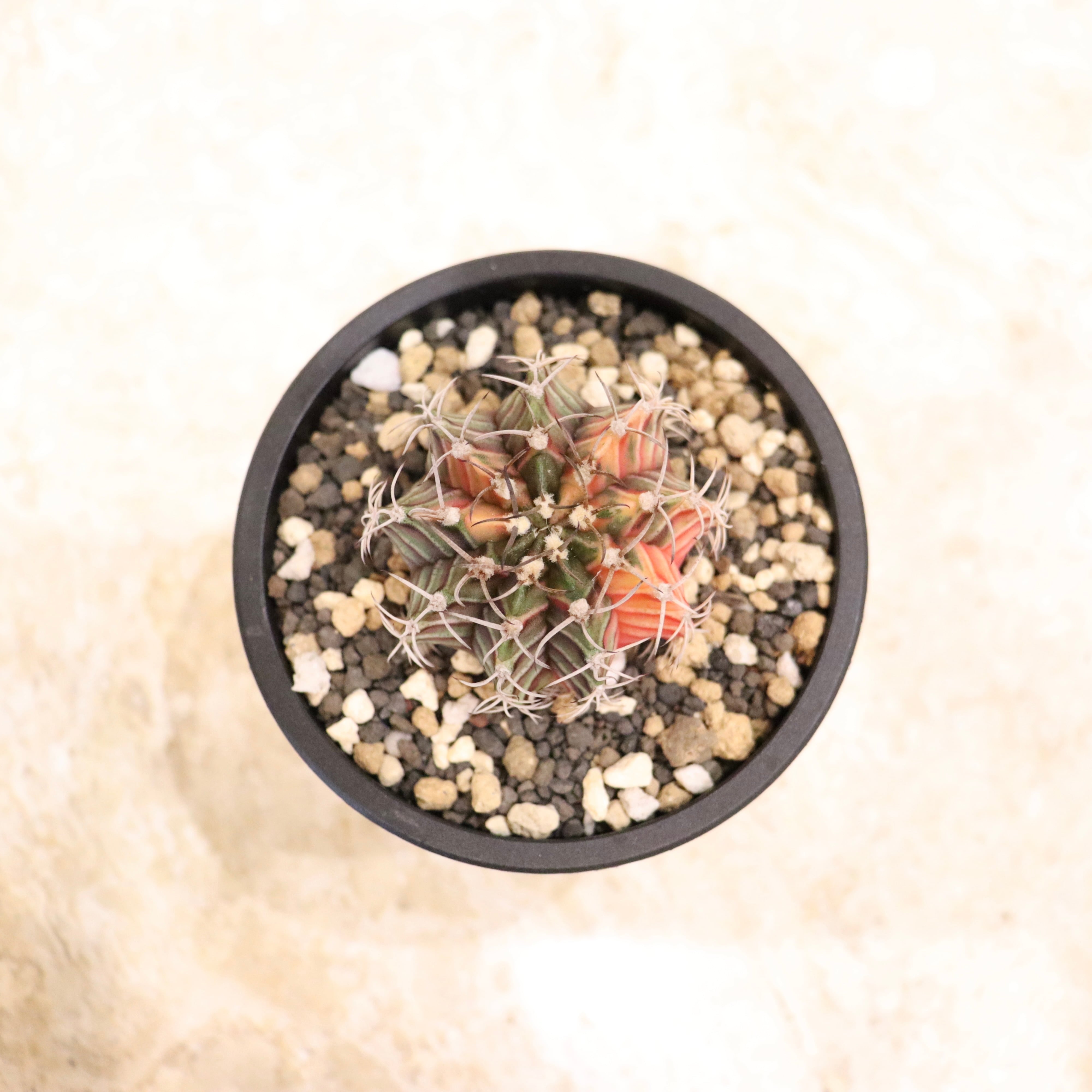 緋牡丹錦（ひぼたんにしき）｜観葉植物（屋内推奨） | GREENS FOR GOOD