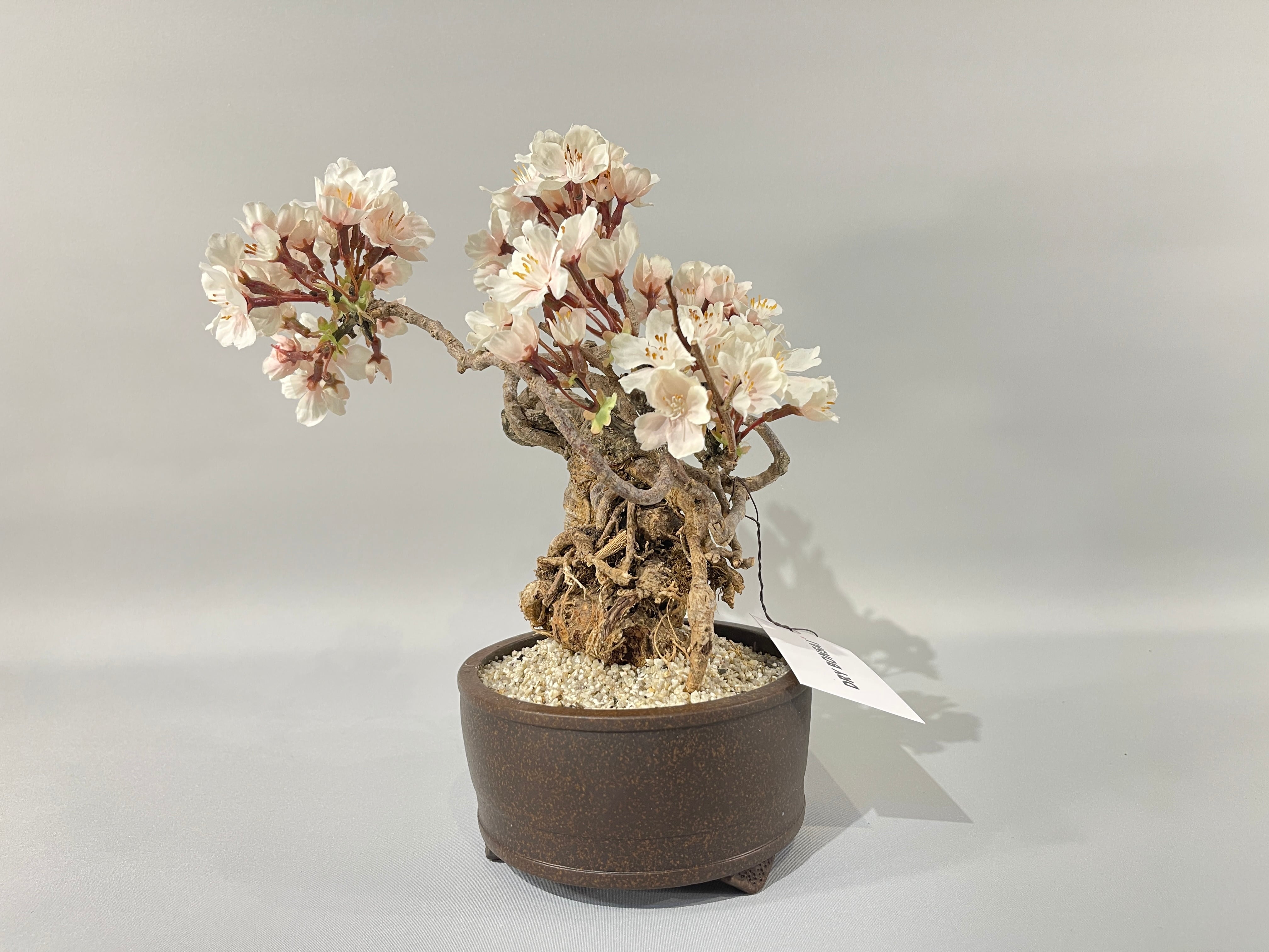 ALL ITEM | DRY BONSAI TOKYO Online store