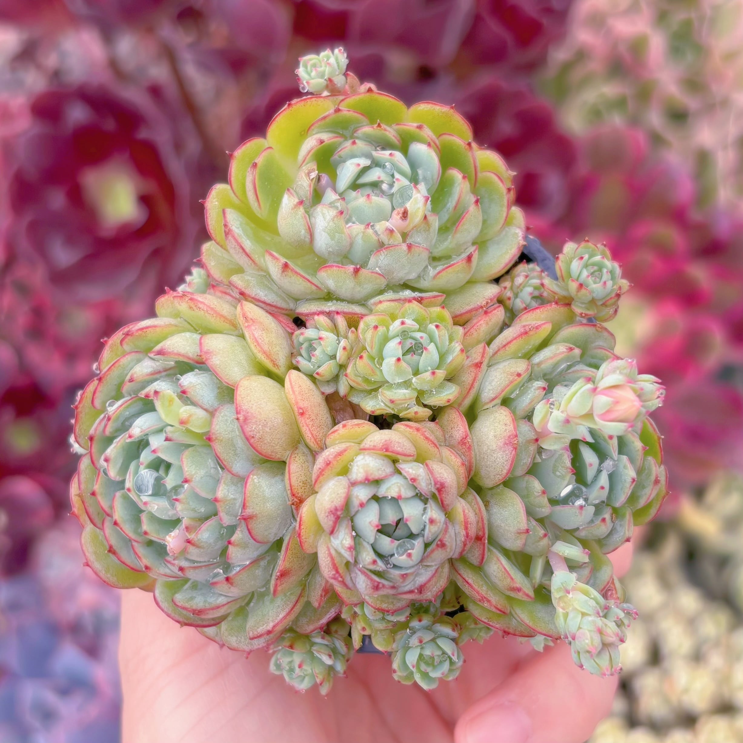 現品　レッドボート#1138　群生　るる農園